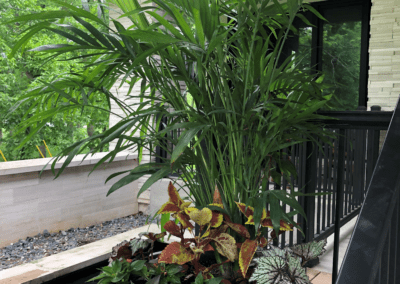 tall plant on patio